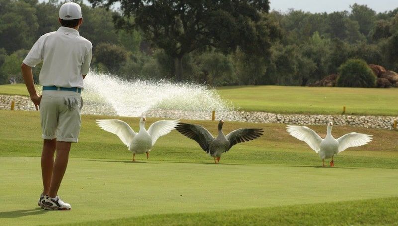 laurogolf-fotos-cisnes